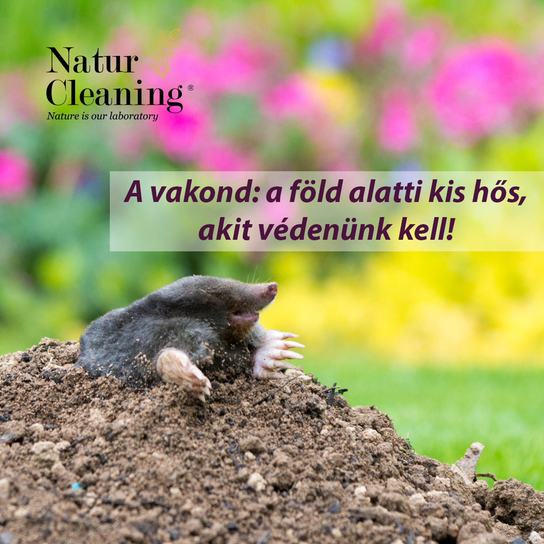 A vakond: a föld alatti kis hős, akit védenünk kell!